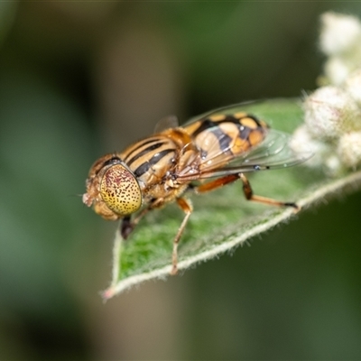 Eristalinus punctulatus (Golden Native Drone Fly) at Penrose, NSW - 9 Nov 2024 by Aussiegall