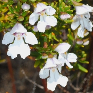 Prostanthera phylicifolia at Tinderry, NSW - suppressed