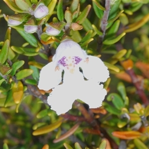 Prostanthera phylicifolia at Tinderry, NSW - suppressed