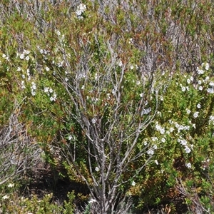 Prostanthera phylicifolia at Tinderry, NSW - suppressed