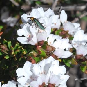 Prostanthera phylicifolia at Tinderry, NSW - suppressed