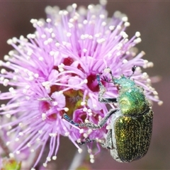 Diphucephala elegans (Green scarab beetle) at Tinderry, NSW - 9 Nov 2024 by Harrisi