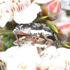 Aoplocnemis rufipes (A weevil) at Tinderry, NSW - 9 Nov 2024 by Harrisi