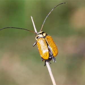 Cadmus (Cadmus) aurantiacus at Tinderry, NSW - 9 Nov 2024