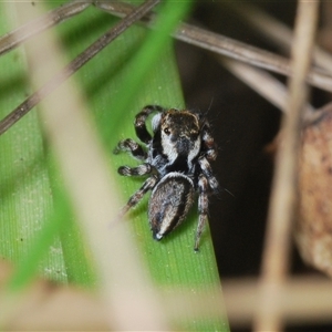 Maratus scutulatus at Tinderry, NSW - 9 Nov 2024 02:45 PM