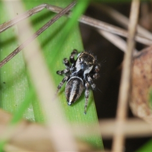 Maratus scutulatus at Tinderry, NSW - 9 Nov 2024 02:45 PM