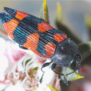 Castiarina kershawi at Tinderry, NSW - 9 Nov 2024 09:52 PM