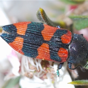 Castiarina kershawi at Tinderry, NSW - 9 Nov 2024 09:52 PM