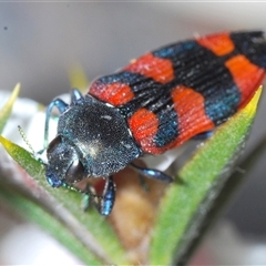 Castiarina kershawi at Tinderry, NSW - 9 Nov 2024 09:52 PM