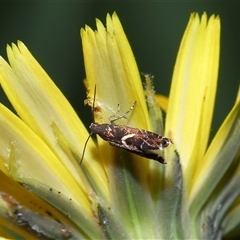 Glyphipterix acinacella (A Gem moth (Gliphypterigidae)) at Yarralumla, ACT - 5 Nov 2024 by TimL