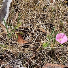 Convolvulus angustissimus subsp. angustissimus at Hawker, ACT - 9 Nov 2024 02:52 PM