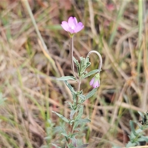 Epilobium billardiereanum at Hawker, ACT - 9 Nov 2024