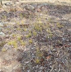 Austrostipa scabra (Corkscrew Grass, Slender Speargrass) at Hawker, ACT - 9 Nov 2024 by sangio7