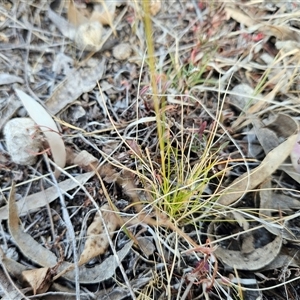 Austrostipa scabra at Hawker, ACT - 9 Nov 2024