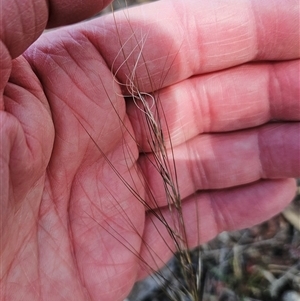 Austrostipa scabra at Hawker, ACT - 9 Nov 2024