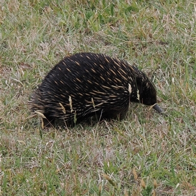 Tachyglossus aculeatus (Short-beaked Echidna) at Kangaroo Valley, NSW - 9 Nov 2024 by lbradley