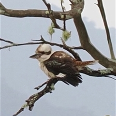 Dacelo novaeguineae (Laughing Kookaburra) at Kangaroo Valley, NSW - 9 Nov 2024 by lbradley