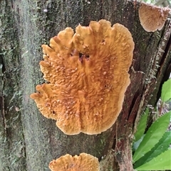 Unverified Other non-black fungi  at Strahan, TAS - 9 Nov 2024 by LyndalT