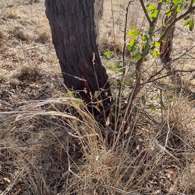 Clematis leptophylla (Small-leaf Clematis, Old Man's Beard) at Chisholm, ACT - 10 Nov 2024 by PatMASH