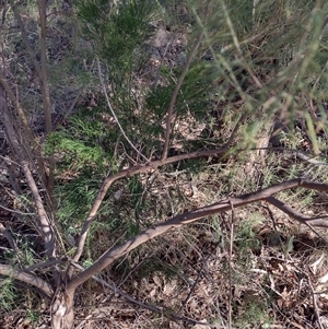 Exocarpos cupressiformis at Chisholm, ACT - 10 Nov 2024 07:55 AM