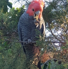 Callocephalon fimbriatum (Gang-gang Cockatoo) at Ainslie, ACT - 9 Nov 2024 by Jeanette