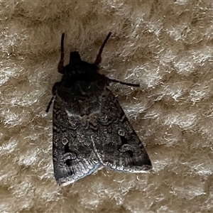 Agrotis infusa at Narrabundah, ACT - 10 Nov 2024 08:59 AM