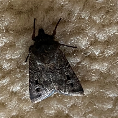 Agrotis infusa (Bogong Moth, Common Cutworm) at Narrabundah, ACT - 10 Nov 2024 by JT1997