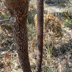 Unverified Other Tree - 1 Jan 1900 by ajc047