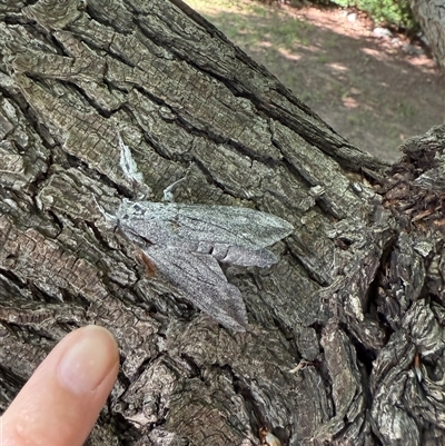 Endoxyla (genus) (Unknown Wood Moth) at Red Hill, ACT - 10 Nov 2024 by TPV