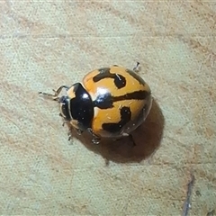 Coccinella transversalis (Transverse Ladybird) at Chisholm, ACT - 9 Nov 2024 by RomanSoroka