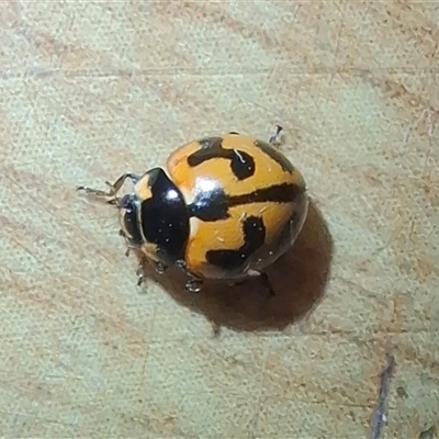 Coccinella transversalis (Transverse Ladybird) at Chisholm, ACT - 9 Nov 2024 by RomanSoroka