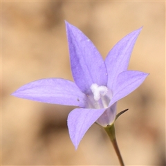 Wahlenbergia capillaris (Tufted Bluebell) at Gundaroo, NSW - 5 Nov 2024 by ConBoekel