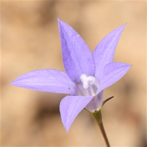 Wahlenbergia capillaris at Gundaroo, NSW - 6 Nov 2024 10:21 AM