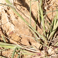 Wahlenbergia capillaris at Gundaroo, NSW - 6 Nov 2024 10:21 AM