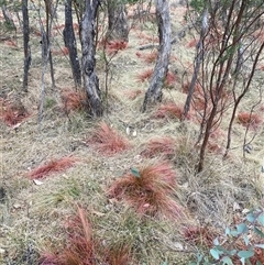 Nassella trichotoma (Serrated Tussock) at Hackett, ACT - 9 Nov 2024 by waltraud