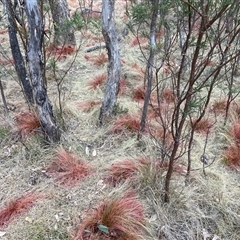 Nassella trichotoma at Hackett, ACT - 9 Nov 2024