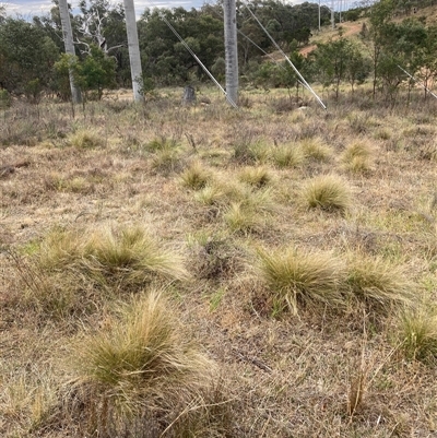 Nassella trichotoma (Serrated Tussock) at Hackett, ACT - 9 Nov 2024 by waltraud