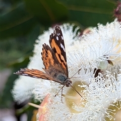 Vanessa kershawi (Australian Painted Lady) at Mount Kembla, NSW - 6 Nov 2024 by BackyardHabitatProject