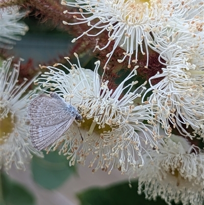 Zizina otis (Common Grass-Blue) at Mount Kembla, NSW - 6 Nov 2024 by BackyardHabitatProject