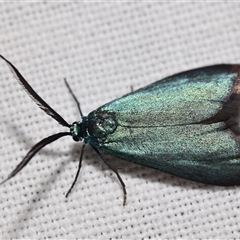 Pollanisus (genus) (A Forester Moth) at Jerrabomberra, NSW - 9 Nov 2024 by DianneClarke