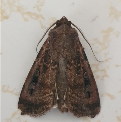 Agrotis infusa (Bogong Moth, Common Cutworm) at Weston, ACT - 6 Nov 2024 by jmcleod