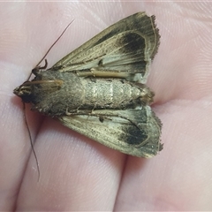 Agrotis infusa at Weston, ACT - suppressed