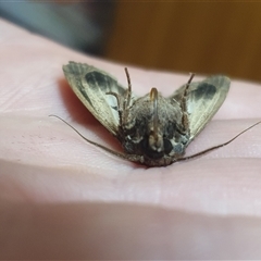 Agrotis infusa at Weston, ACT - suppressed