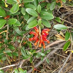 Grevillea diminuta at Cotter River, ACT - 9 Nov 2024 by jmcleod