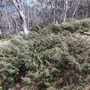 Grevillea diminuta at Cotter River, ACT - 9 Nov 2024 11:01 AM