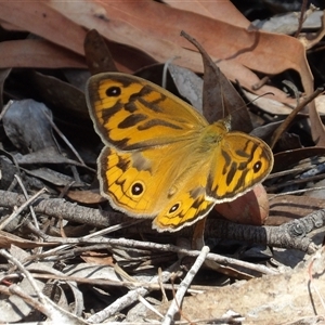 Heteronympha merope at Carwoola, NSW - 8 Nov 2024