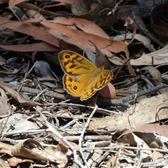 Heteronympha merope at Carwoola, NSW - 8 Nov 2024