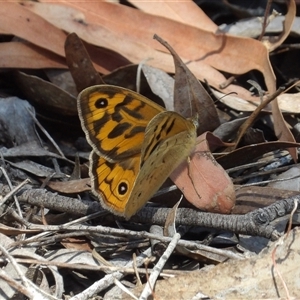 Heteronympha merope at Carwoola, NSW - 8 Nov 2024