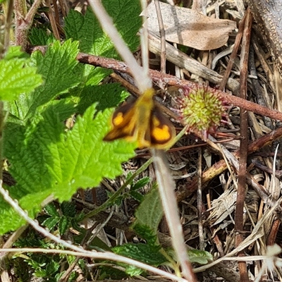 Ocybadistes walkeri (Green Grass-dart) at Isaacs, ACT - 10 Nov 2024 by Mike