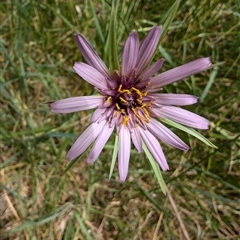 Tragopogon porrifolius (Salsify, Oyster Plant) at Lawson, ACT - 10 Nov 2024 by mroseby